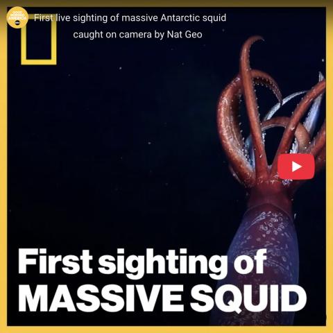Nat Geo video from GMA showing juvenile massive squid