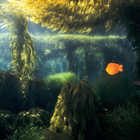 Two Garibaldi fish swim in giant kelp 