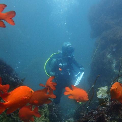 Researcher Chris Honeyman scuba diving and taking a survey while a school of bright orange garibaldi fish swim in front of him
