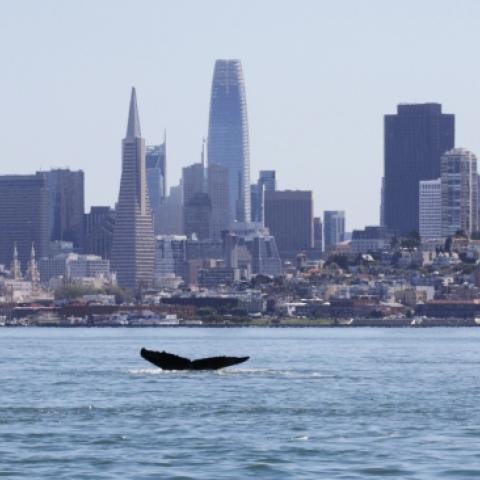 Whale tale surfacing in the San Francisco Bay
