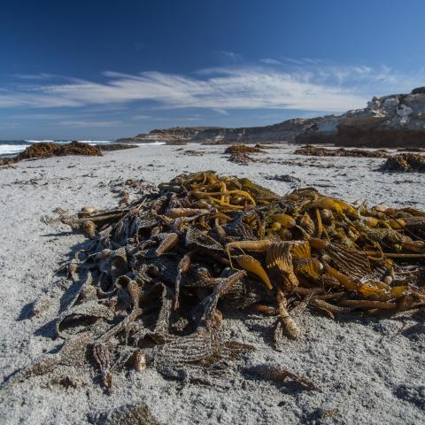 Kelp wrack on Sandy Point Beach Santa Rosa Island