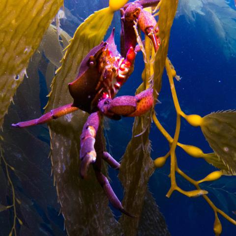 Purple crab hanging on giant kelp