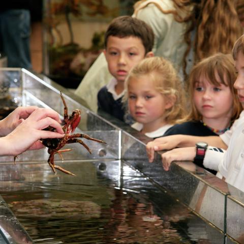 Kindergarten kids look attentively to crab held by docent over touch tank at the REEF