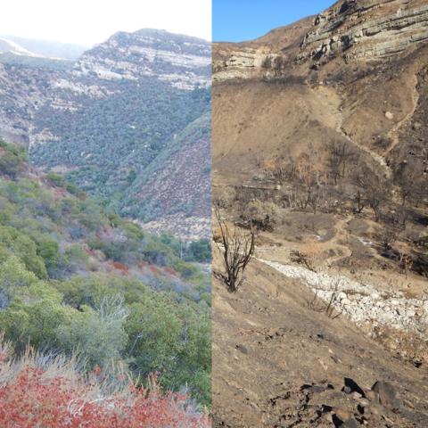 Matilija Creek before and after the Thomas Fire