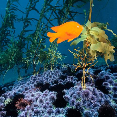 Garibaldi swims with señorita fish past red and purple sea urchins 