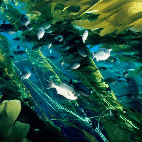 Giant kelp forest populated by fish