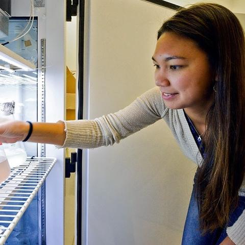 Holly Moeller placing a container with algae in a refrigerator in her lab