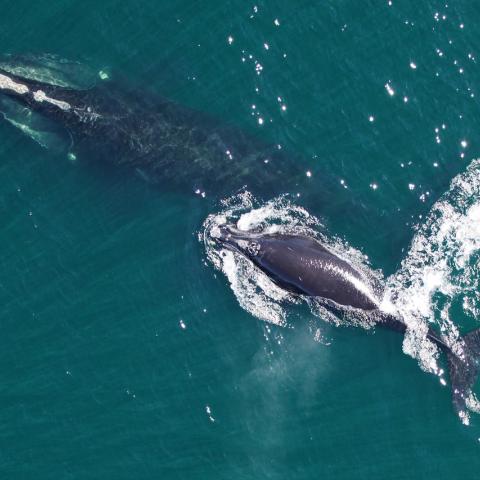 North Atlantic right whale mother and calf as seen from a research drone called a hexacopter