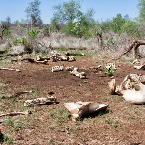 Bones of an elephant carcass in Kruger National Park
