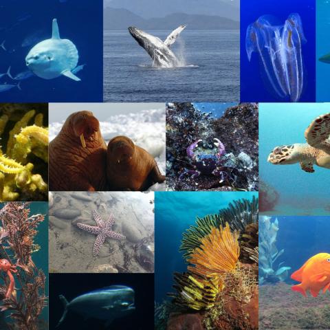 Collage of marine species and scenery