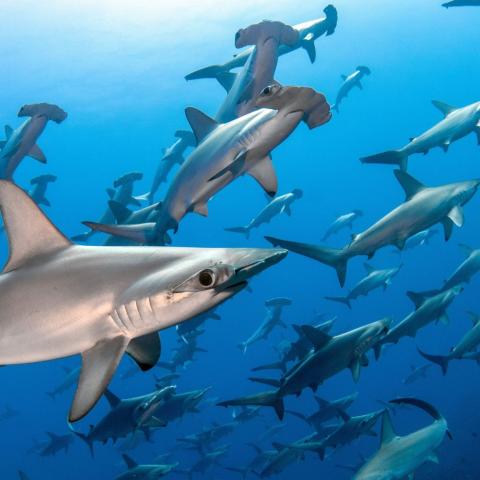 A school of hammerhead sharks.