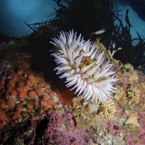 Large white anemone and  many strawberry anemones at the bottom of ocean floor
