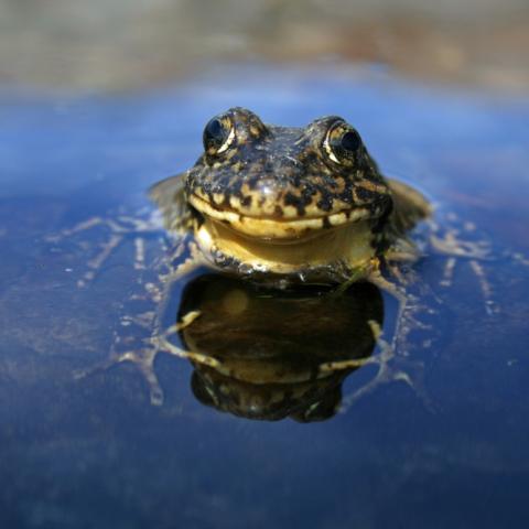 Sierra Nevada yellow-legged frog peeking out of water surface