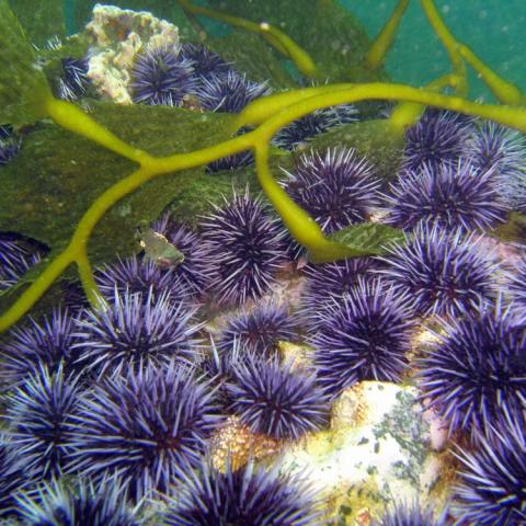 Purple urchins and frond of giant kelp