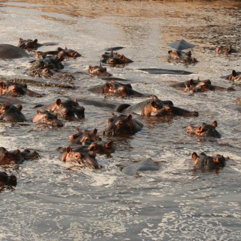 Hippos swim in the Great Ruaha River