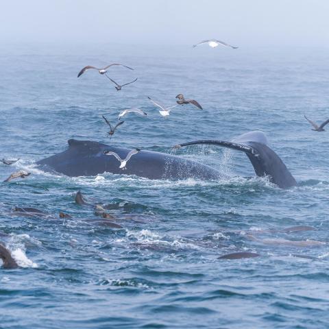 Whales surfacing with seagulls all around them
