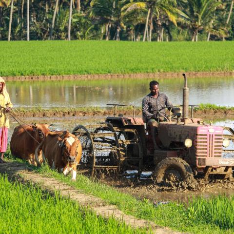 woman handling cows and man driving a tractor