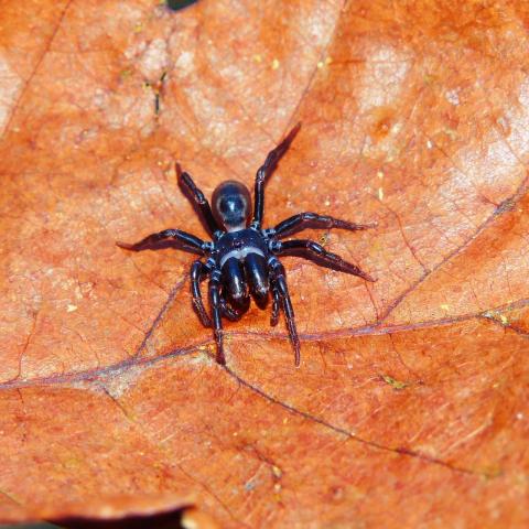 black spider on a leaf