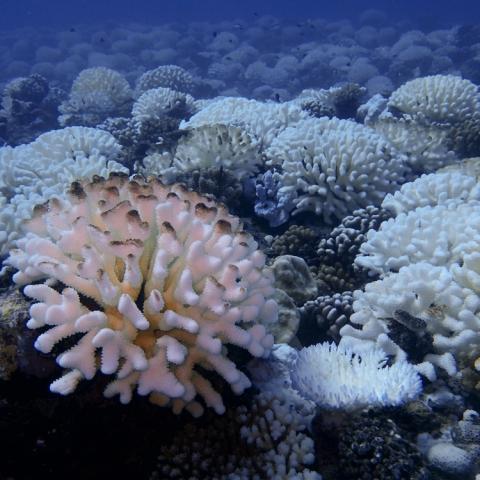 Bleached coral reef