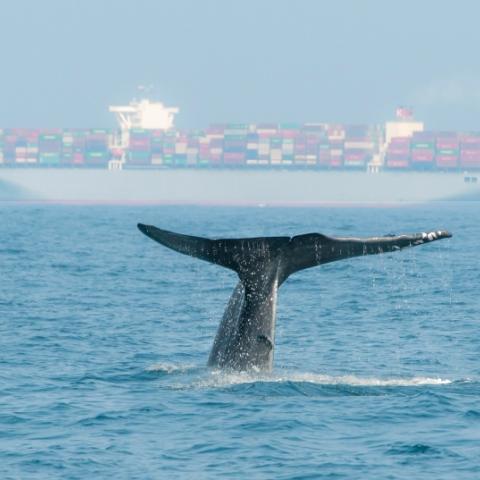 Blue whale tail against cargo ship in background