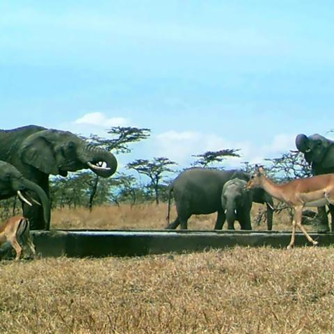Elephants and impalas around a watering hole at the Ol Pejeta Conservancy Sanctuary, Kenya
