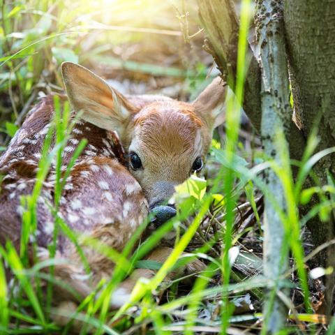 Fawn all curled up in the grass by a tree