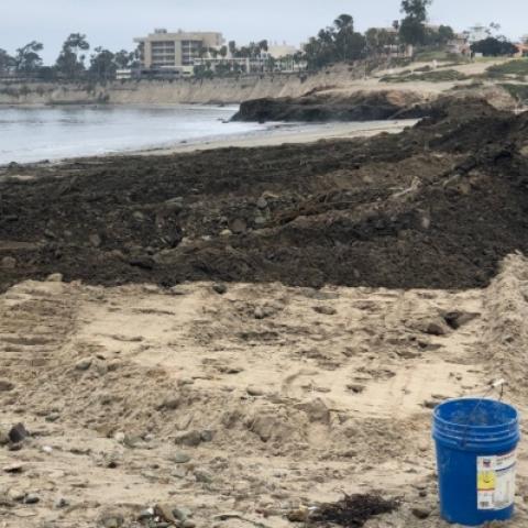 Mud and silt containing charred material and terrestrial plant matter on Goleta Beach