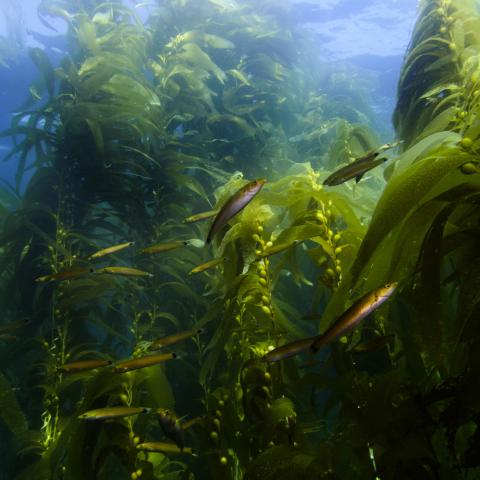 School of fish swims in giant kelp forest