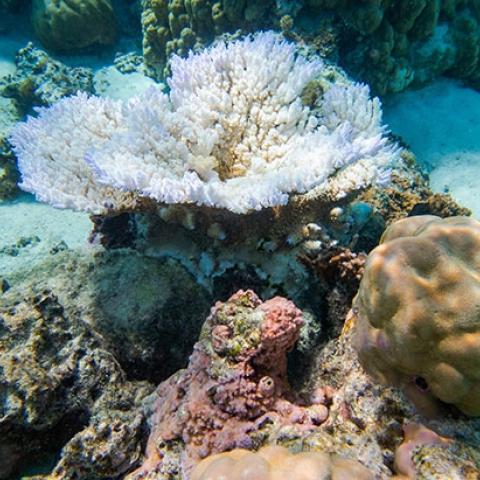 corals at mo'orea experiencing bleaching