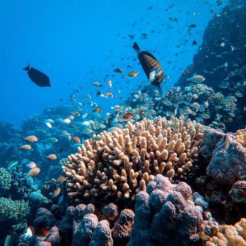 ocean reef with fish