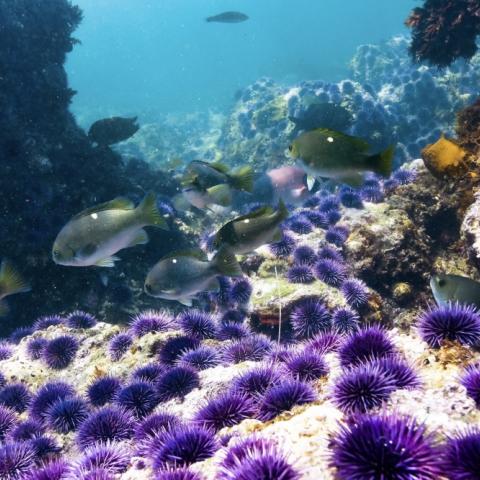 School of opaleye swim past grazing purple urchins