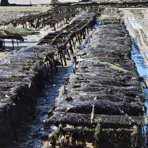 oyster farm