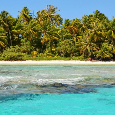 Coconut palms on white beach with blue, green ocean in front