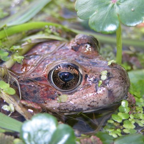 Red-legged frog head close up emerges from pond water