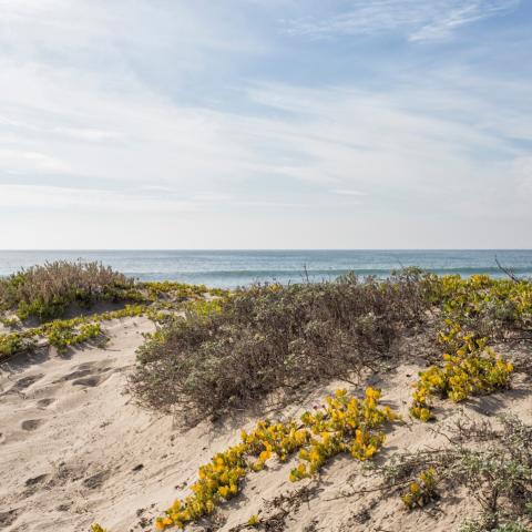 Beach dunes with view of ocean