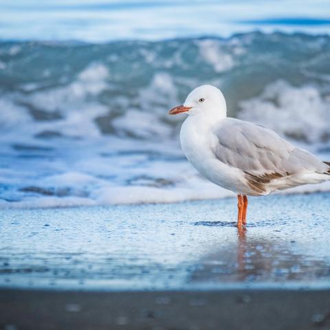 sea gull standing on beach sand