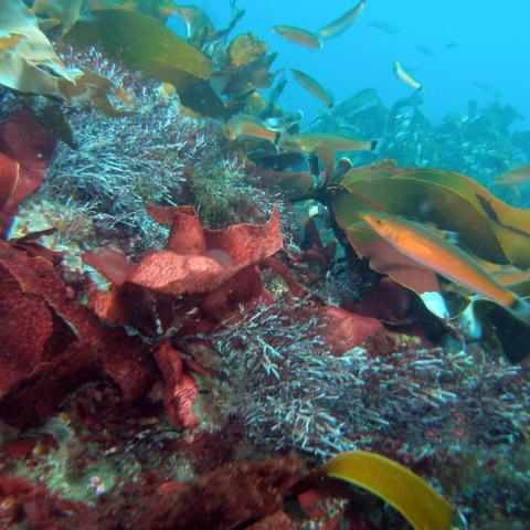 A group of senorita fish swim among red, brown and green algae