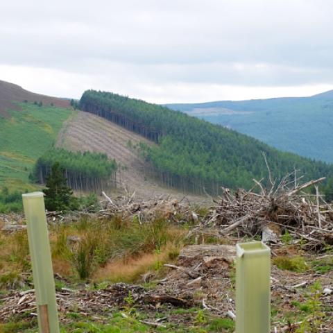 Cutting of a forested site at Glendalough