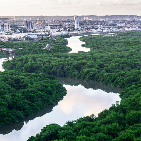 Amazon forest at the edge of Recife in Brasil