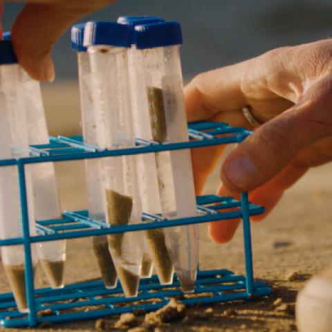 Small holder with six plastic tubes of samples to isolate marine microbes