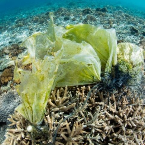plastic bag on a coral