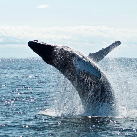 whale jumping