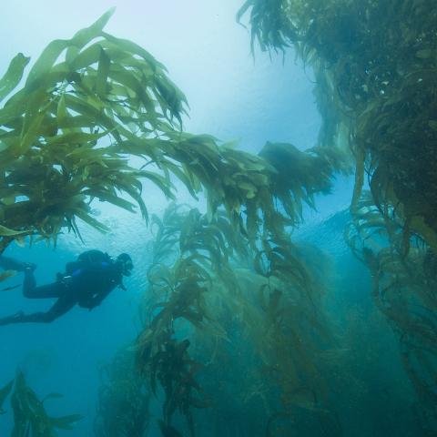 person scubading by giant kelp