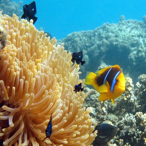 Moorea coral reef