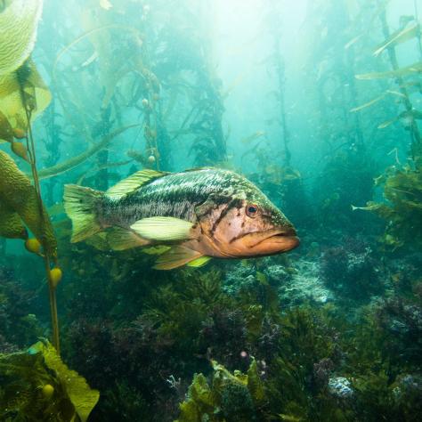 Rockfish swimming in kelp forest