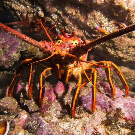 Spiny lobster, Santa Barbara Channel Islands