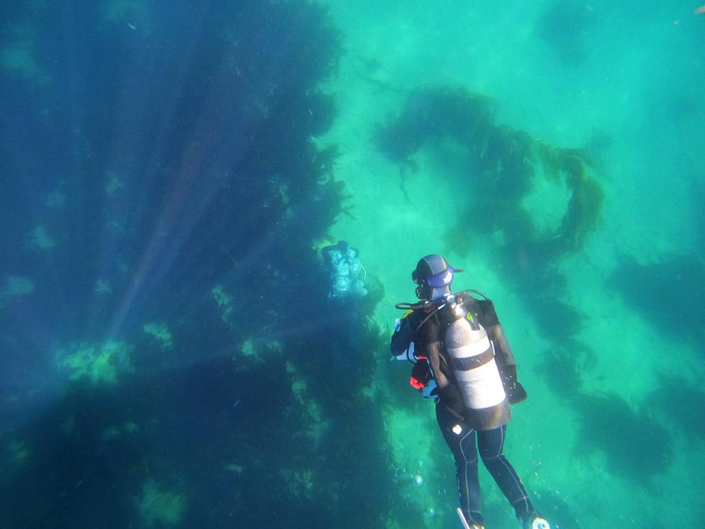 Marine scuba diving close to kelp forest, viewed from back