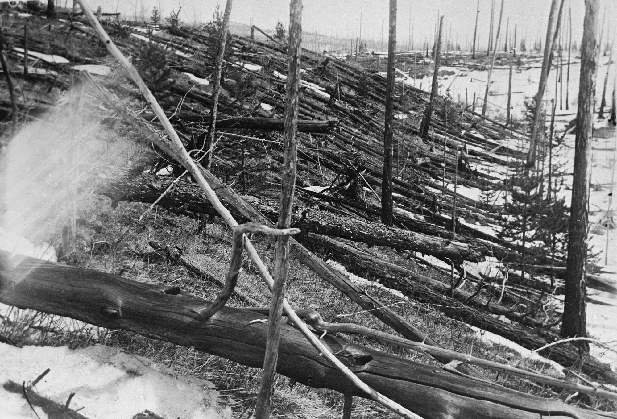 Trees blown down and burned by the blast