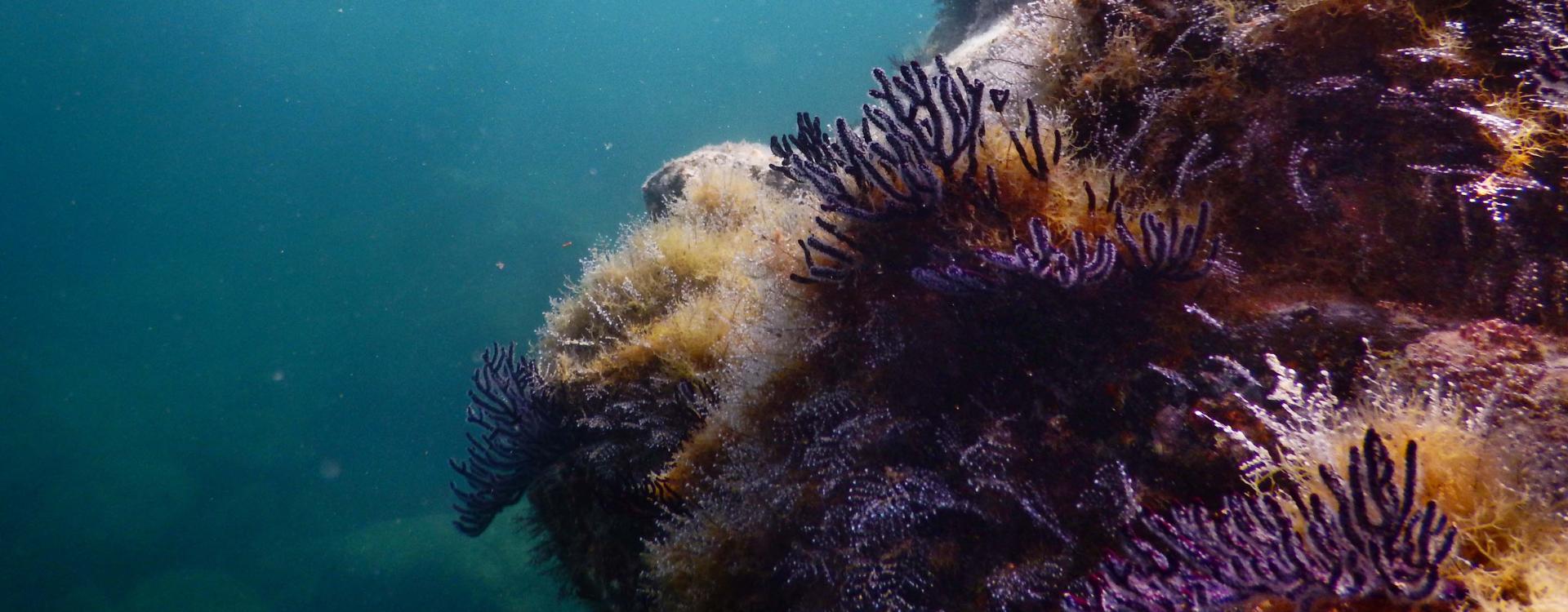 Underwater rocks and coral