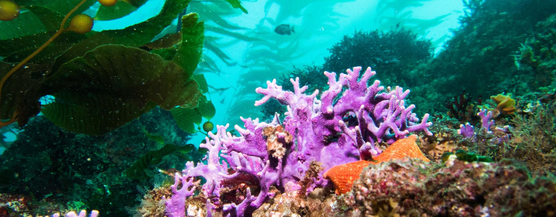 Giant kelp, purple coral, and orange seastar